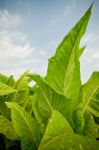 Tobacco Plant Stock Photo