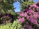 Nature And Flowers In The Park Stock Photo