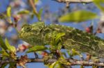 Cute Green Chameleon Stock Photo