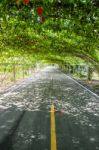 Tree Natural Tunnel On Asphalt Road Stock Photo