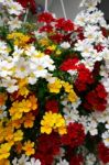 Brightly Coloured Flowers Hanging From A Wall In Castiglione Del Stock Photo