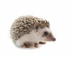 Hedgehog Stock Photo