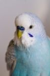 Common Pet Parakeet Stock Photo