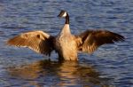 Beautiful Canada Goose On The Sunny Evening Stock Photo