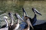 Pelicans Stock Photo