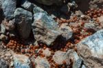 A Swarm Of Ladybirds (coccinellidae) Stock Photo