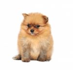 Pomeranian Spitz Dog Stock Photo