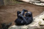 Chimpanzee Resting In The Bioparc Fuengirola Stock Photo