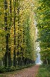 Avenue Of Elm Trees In Parco Di Monza Italy In Autumn Stock Photo