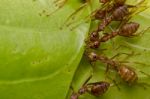 Red Ants Team Work Stock Photo