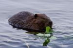 Beautiful Isolated Image Of A Beaver Eating Leaves In The Lake Stock Photo