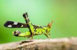 Monkey Grasshopper ( Erianthus Serratus ) Stock Photo