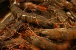 Crevettes Stock Photo