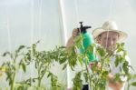 Man In Greenhouse Care About Tomato Plant Stock Photo