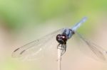 
Dragonfly Wings Perched On Twigs Warm Sunshine Stock Photo