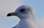 Beautiful Background With A Cute Gull And The Sky Stock Photo