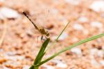 Yellow And Black Pattern Dragon Fly On Grass Stock Photo