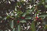 Tree With Bright Red Berries Stock Photo