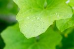 Yong Melon Seeding Damage By Insect Stock Photo