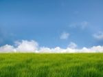 Alone Tree In The Field With Clouds Stock Photo