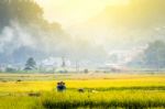 Close Up Rice Fields On Terraced Of Yellow Green Rice Field Landscape Stock Photo