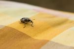 Little Brown Weevil Close Up Stock Photo