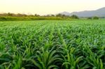 Landscape Of Corn Stock Photo