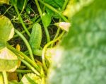 Ripening Green Cucumber In The Garden Stock Photo