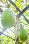 Fresh Of Green Winter Melon On The Tree Stock Photo