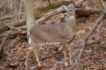 Beautiful Photo With A Deer Stock Photo