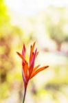 Tropical Flowers Of Beautiful Stock Photo