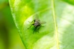 Fly In Green Nature Stock Photo