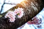 Cherry Blossom Or Sakura In Spring Stock Photo