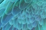 Close Up Of Blue And Yellow Macaw Wing Stock Photo