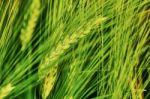 Green Field Of Barley Stock Photo