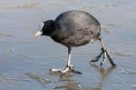 Coot (fulcia Atra) Gingerly Walking On The Ice At Warnham Nature Stock Photo