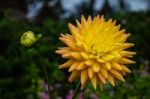 The Closeup Of Colorful Flower With Background Of Green Leaves Stock Photo