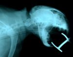 X Ray Picture Of Wild Animal Stock Photo