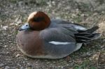 European Widgeon Stock Photo