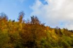 Autumn Trees Stock Photo