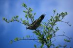 Pigeon Sitting On Tree Branch Stock Photo