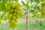 Green Grapes In Vineyard Stock Photo