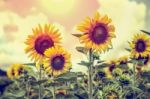 Vintage Style Of The Sunflower Stock Photo