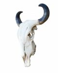 Buffalo Skull Stock Photo