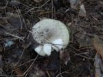 Collection And Preparation Of Autumn Edible Mushrooms  Stock Photo