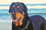 Rottweiler On The Beach Stock Photo