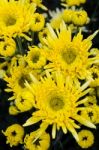 Close Up Yellow Chrysanthemum Flowers Stock Photo