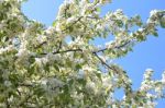 The Blooming Of Apple Trees Stock Photo