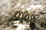 Group Of Butterfly On The Salt Marsh Stock Photo