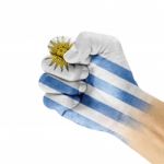 Uruguay Flag On Clenched Fist Hand Stock Photo